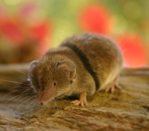 Premier changement de pelage d'automne d'une jeune musaraigne musette "Crocidura russula". Son pelag