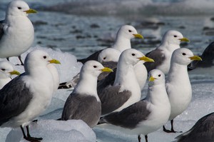 Mouettes tridactyles_1