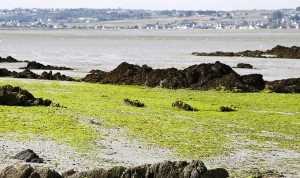 vertes dans la baie de Saint Brieuc a maree basse  pollution, environnement