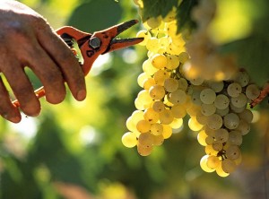 France, Vaucluse (84), Rasteau, vin de la vallée du Rhône, vendange