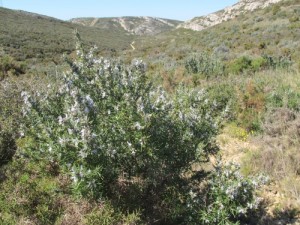 Paysage de la Cote Bleue